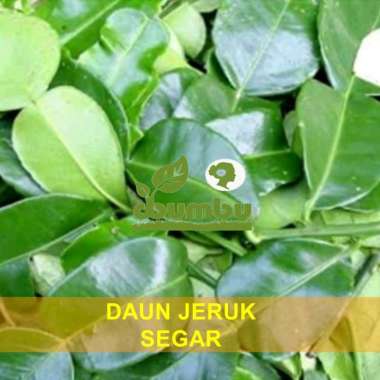 Daun Jeruk Purut Segar