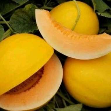 100 Benih Bibit Biji Melon GOLDEN APOLLO SWEET F1, import, Premium Hibrida Seeds Super Manis