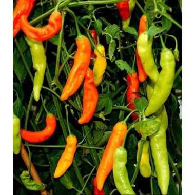 dhio-35 Biji Benih Cabe Rawit Setan Cabai Merah