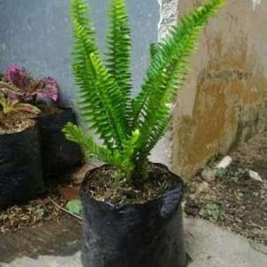 Tanaman Pakis Kelabang Daun Rimbun⠀⠀⠀⠀⠀⠀