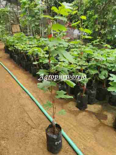 Bibit Tanaman anggur import Everest - Paling banyak diminati