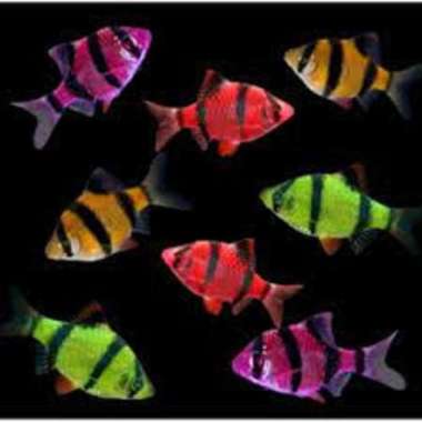 ikan sumatra warna warni