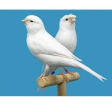 burung kenari putih dan abu panda