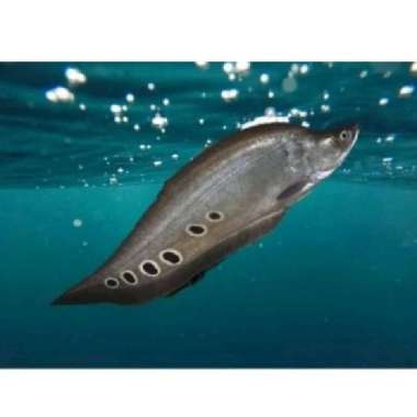 ikan belida baby 5 cm