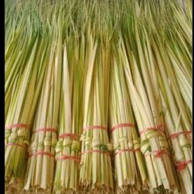 janur daun kelapa muda