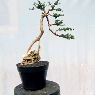 bonsai pohon sancang/on the rock