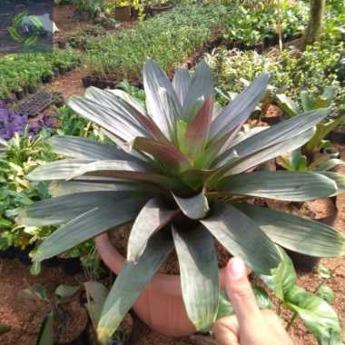 Tanaman Hias Bromelia, Bibit Tanaman Bromelia Giant