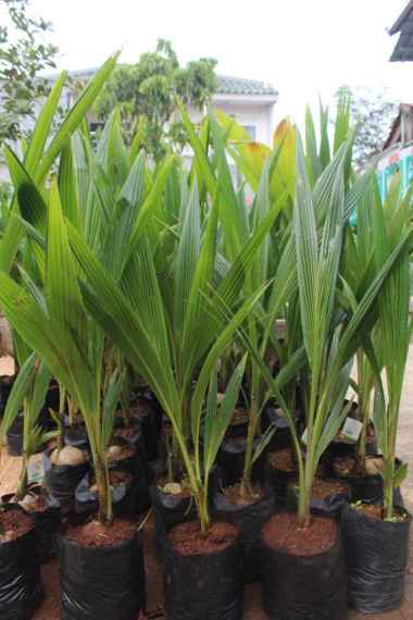 bibit kelapa pandan wangi