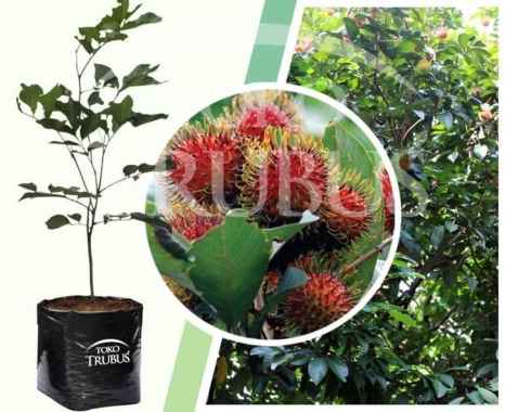 RAMBUTAN BINJAI