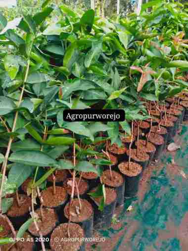 1M - Bibit Tanaman buah Jambu Citra - Jambu Air Terfavorit