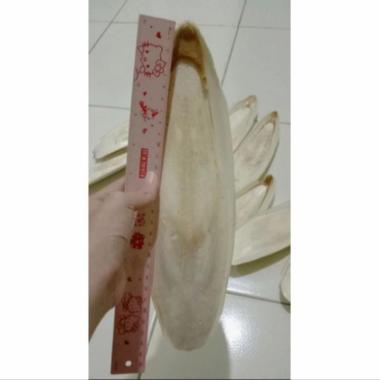 Tulang sotong Kalsium burung reptil Super Jumbo