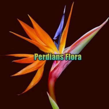 Tanaman hias Bird's Of Paradise Heliconia