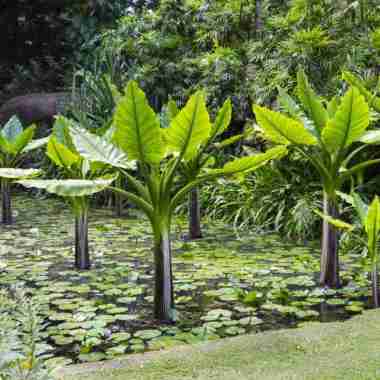 Tanaman Hias Daun Pisang Amazon Madagascar