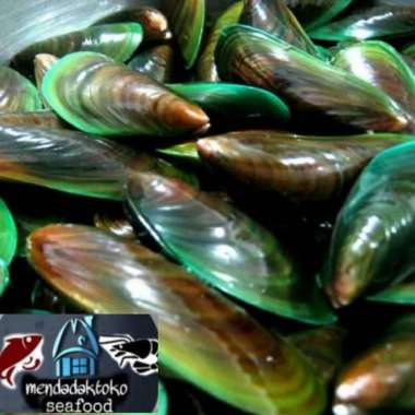 kerang hijau segar | hasil laut segar | seafood