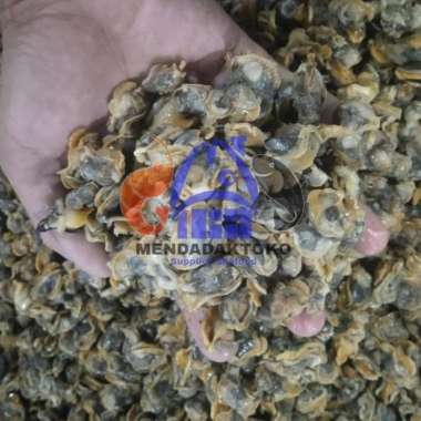 kerang dara kupas segar @1kg