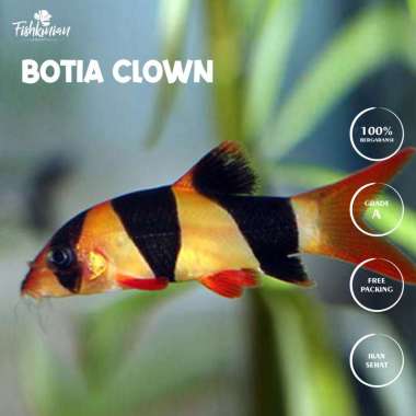 IKAN HIAS AIR TAWAR AQUASCAPE AQUARIUM - BOTIA CLOWN BADUT