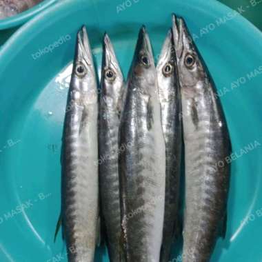 Ikan Barakuda / cucut 500 gram ( ikan segar jogja )