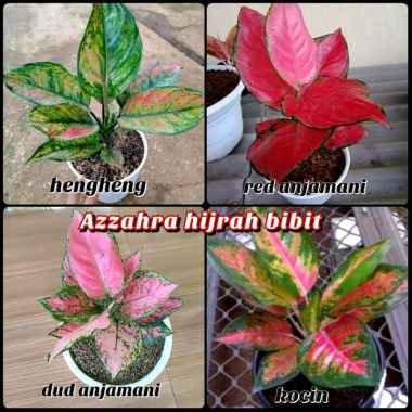 tanaman aglonema 4 macam