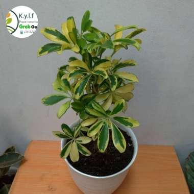 tanaman hias indoor walisongo variegata + pot putih / walisongo mini Multivariasi Multicolor