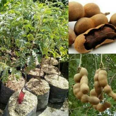 Bibit Tanaman Pohon Asem Jawa Bakalan Bonsai Multivariasi Multicolor