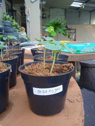 Tanaman Okra Hijau F1 Berkualitas | Pohon Okra Hijau F1