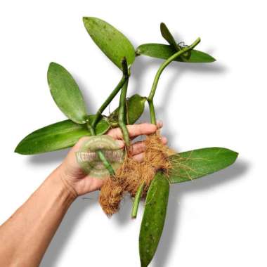 Bibit vanili stek panili unggul 30 cm siap tanam