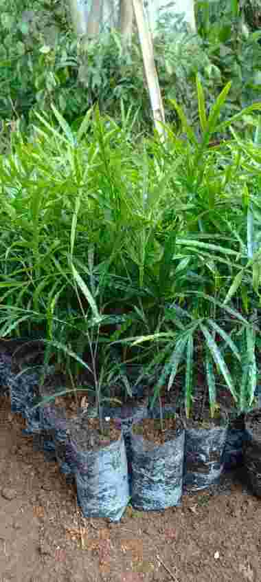 tanaman hias kiara payung tunas bibit