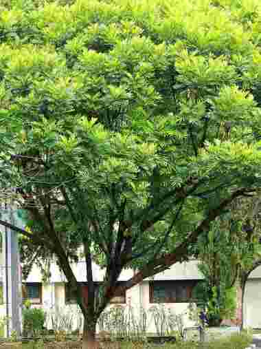 Pohon Kerai Payung (Filicium decipiens) - Peneduh Alami Elegan untuk Taman
