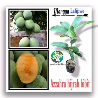 Azzahra hijrah bibit tanaman mangga LALIJIWA/bibit mangga lalijiwo/bibit mangga lalijiwo/bibit okula