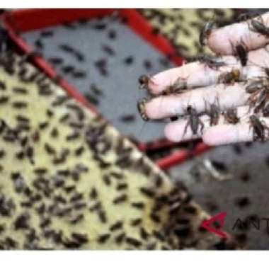 jangkrik hidup pakan burung dan ikan arwana