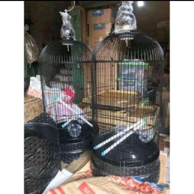 sangkar , kurung lovebird pleci konin dll