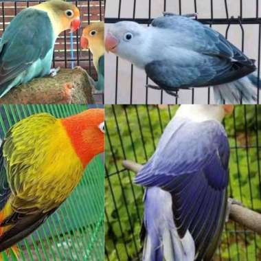 LOVEBIRD BIOLA PB EUWING