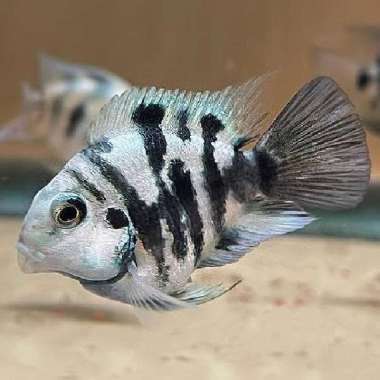 ikan cichlid blue polar