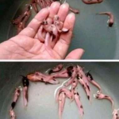 ikan lele belang albino