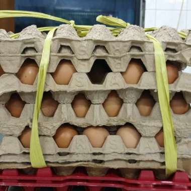AGAN TELUR TELUR AYAM NEGERI 5 KG