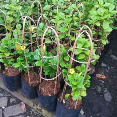 Tanama Hias Alamanda Bunga Kuning / Alamanda Merah/ Alamanda Putih / Alamanda Ungu