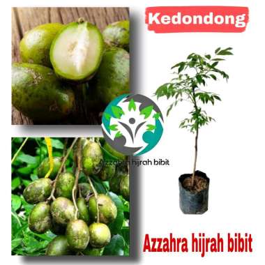 Azzahra hijrah bibit tanaman KEDONDONG/BIBIT TANAMAN KEDONDONG/BIBIT KEDONDONG