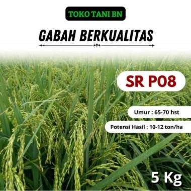 PADI SR P08 KEMASAN 5 KG PADI UNGGUL