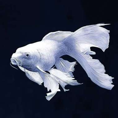 Black Koi Platinum Butterfly Short Body / Huedielong / Naga Air Hitam 8cm