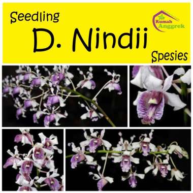 Seedling Dendrobium Nindii Spesies Anggrek endemik Langka Indonesia Australia Papua Biru