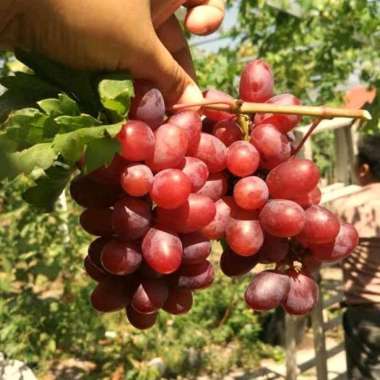 Azzahra hijrah bibit TANAMAN ANGGUR NINEL