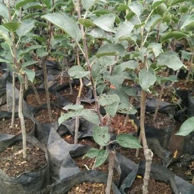 Bibit Buah Apel Ana Cepat Berbuah Bibit Okulasi