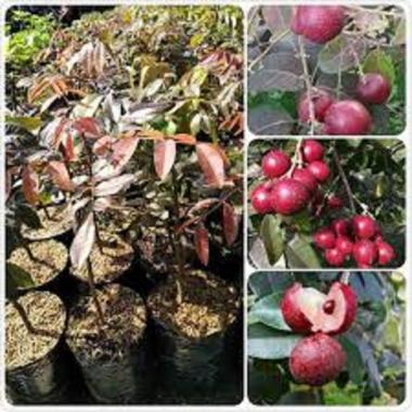 bibit kelengkeng merah / klengkeng merah okulasi