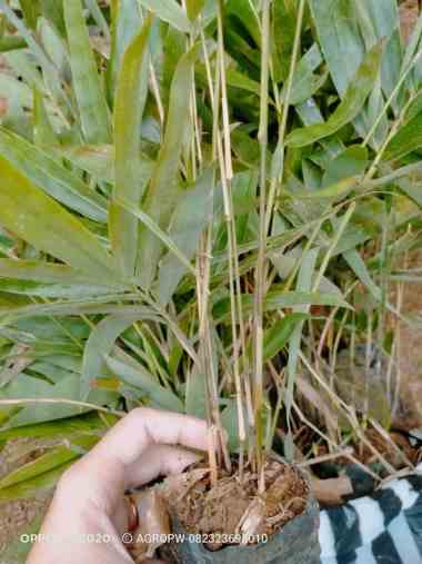 Bibit Tanaman Bambu Betung/Petung - Bambu Raksasa - Pertumbuhan Cepat