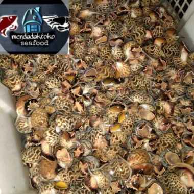 kerang / keong macan hidup (live) /kg