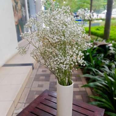 bunga baby breath asli fresh 1tangkai bunga cantik baby breath