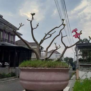 Adenium Super Bonsai Bonggol Besar Bunga Pink