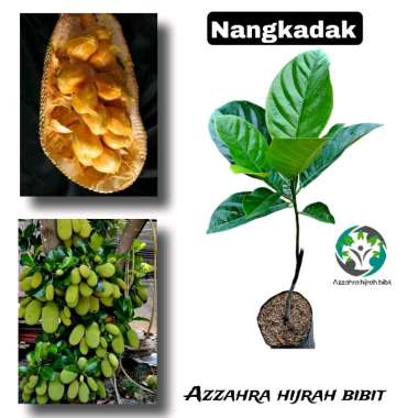 Azzahra hijrah bibit tanaman nangka cempedak bibit tanaman nangkadak asli