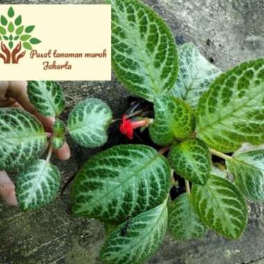 tanaman hias episcia bunga merah / tanaman gantung Multivariasi Multicolor