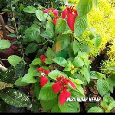 tanaman nusa indah bunga merah Multivariasi Multicolor